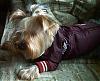 Topher's new fall jacket-tophjacketclose2.jpg