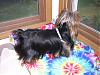 What Does Your Yorkie Do When You Are On Yt??-bath824-023-600-x-450-.jpg
