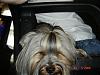 What Does Your Yorkie Do When You Are On Yt??-album-1-102.jpg