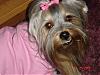 What Does Your Yorkie Do When You Are On Yt??-album-1-242.jpg