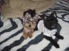 Pictures of Oreo, Ginger & Cloey-gingeroreo2.jpg