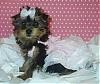 Tilly saying "Hello" in her pretty ballgown!-chantilly-clothing-007.jpg