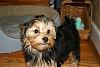 Jaxon is a celebrity! Submitted to the Dog Breed Info Website & they chose him!-elvis-avatar.jpg