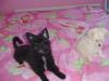Pictures of Oreo, Ginger & Cloey-oreocloey1.jpg