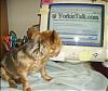 What Does Your Yorkie Do When You Are On Yt??-yt3.png