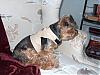 Mitzi's Fall Fashions...-suede-harness001.jpg