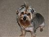 Horton hears a "yorkie-who"!-yorkiewho2.jpg