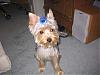 Just got a hair cut!-zoe-cut1.jpg