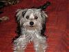 we are morkies and 6 months old-2006_0910image0180.jpg