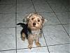 we are morkies and 6 months old-2006_0911image0179.jpg