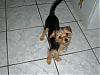 we are morkies and 6 months old-2006_0911image0189.jpg