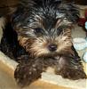 My new pup Teddy...Pictures!!-getgate.jpg