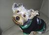 Howie likes football!-howie-eagles2.jpg