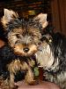 ****Show me BABY pics!****-yorkie-exchange-024-450-x-600-.jpg