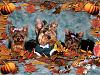 Our Babies Fall Pictures!-ourygfallec.jpg