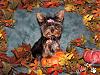 Our Babies Fall Pictures!-babyfallec.jpg