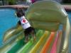 New Lifeguard on duty!!-100_0936.jpg