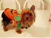 My Two little PUMPKINS-pumpkin-bella-450-x-338-.jpg