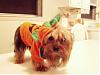 My Two little PUMPKINS-pumpkin-louie-450-x-338-.jpg