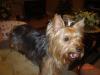 Zoey, My new Girl!-zoey-002.jpg
