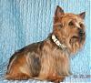 New Pics Of Pinecrest's Yorkies-picture-004_edited.jpg