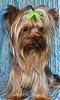 New Pics Of Pinecrest's Yorkies-picture-022_edited.jpg