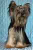 New Pics Of Pinecrest's Yorkies-picture-054_edited.jpg