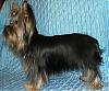 New Pics Of Pinecrest's Yorkies-picture-080_edited.jpg