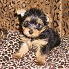 Just got our 3rd little Furbaby-sept-2006-111square.jpg