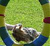 Eddie agility practice vids-jenna.jpg