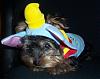 Dumbo, the flying yorkie/elephant-jtthj.jpg