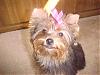 Gia's first visit to the Groomer-gia-groomed-4.jpg