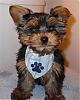 Introducing our pup, Achilles-achillesbandana-small-.jpg