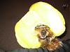 Vash got his head stuck in a BeeHive!!~-vash-beehive2-medium-.jpg