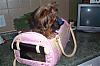 Maddie's Carrier from Tinkerbells Closet-coach2.jpg