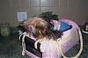 Maddie's Carrier from Tinkerbells Closet-coach5.jpg