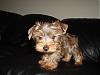 Meet Hershey-picture-006.jpg