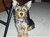 my baby don't look like a yorkie puppy?-forum1.jpg