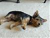 my baby don't look like a yorkie puppy?-forum2.jpg