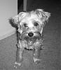 My Black and White Yorkie~-shoob-03322.jpg