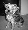 My Black and White Yorkie~-shoob-03522.jpg