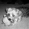 My Black and White Yorkie~-shoob-03622.jpg