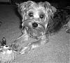 My Black and White Yorkie~-shoob-03722.jpg