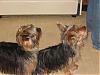 my baby don't look like a yorkie puppy?-sisdaisylookingsm.jpg