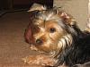 my baby don't look like a yorkie puppy?-daisysm.jpg