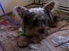 I would like to introduce my furbaby Lillian..-lilly-resized-2.jpg