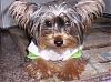 I would like to introduce my furbaby Lillian..-lilly-resized-3.jpg