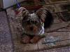 I would like to introduce my furbaby Lillian..-lilly-resized-4.jpg