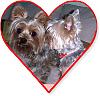 YorkieTalk Couples-love18yc.jpg