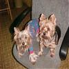 YorkieTalk Couples-gabby-gage-1-125-x-125-.jpg